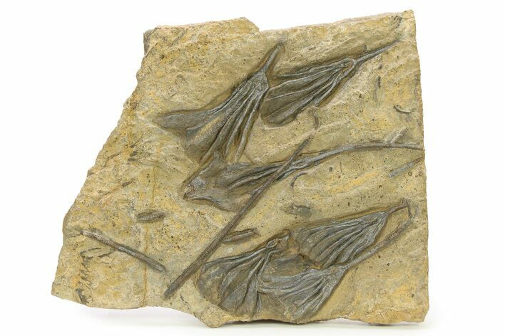 Ordovician Fossil Crinoid Plate - Marzane, Morocco #290273